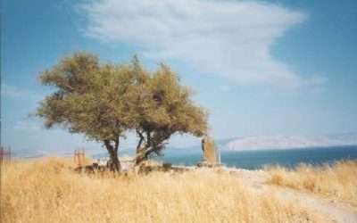 July 9: Desert Flowers Group Blooms Again for Two Weeks